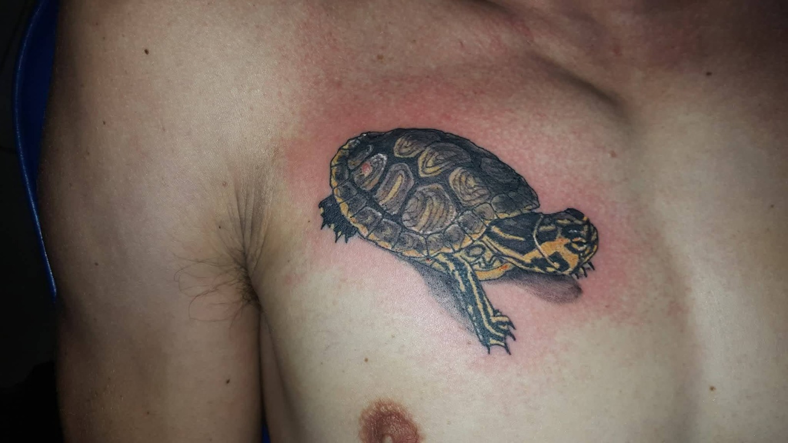 Skildpadde — detalje — MAX TATTOO værk